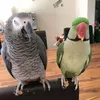 rubyandparrotkids_cheeky