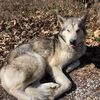 Wintergreens wolf 🐺 Den