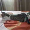 alina.alina.1238