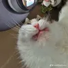 pedikebanicyka