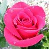 nosaabdo688