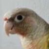 conure1322