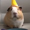 wonnieheejake
