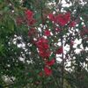 vilches_44