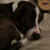 beardog77