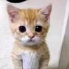 jackthesneakybastard