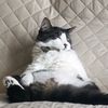 timonethecat