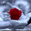 julhasuddin629