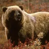 thegreatbear643