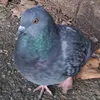 poshadtalma