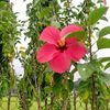 habibasultana__