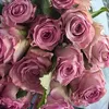 rose95xx