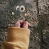 _daisy.roses