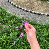 rori_sum