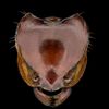 ants_of_chile