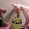 oneeatencactus_tt
