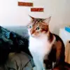belleaubois124
