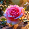 وٌمًآ نِحًنِ آلَآ ذِکْرﮯ 🌹