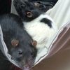 rats.love1