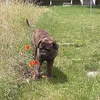 titusthebullmastiff
