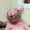 happy_bald_rat
