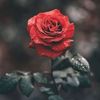dyn4wvn61rau