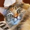 stitchin_with_cat_hair