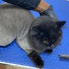 mastergroomer743