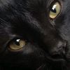 amguest_