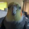 tieltoebiter