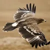 bv_go