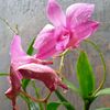 enthand_permatasari