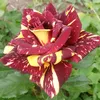 60_galina_