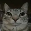 cheesyk1tty