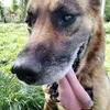 walkndog