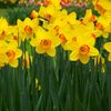daffodil2.16