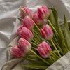 faressq8