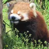 redpanda2507x