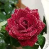 lilirosepastel