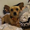 chloeandpeanut