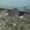 megachadmousethegreat