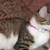 fouzyadiban