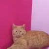 dytiek6xcpma
