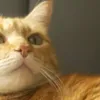 nabrentano