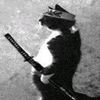 tom3366999