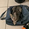 kittycolaofficial