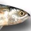 afc899ikan