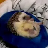 darkknyz