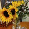 sunflowercup27