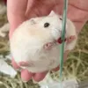 カナ
